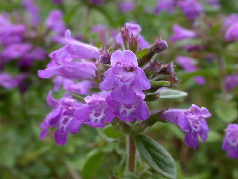 Dal Casentino: Calamintha nepeta o Acinos?